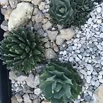 Beauty * 波尔托罗