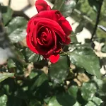 公寓 Beauty 波尔托罗