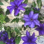 Beauty * 波尔托罗