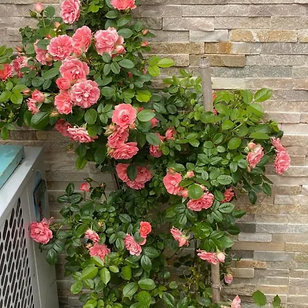 Apartment Beauty Portoroz