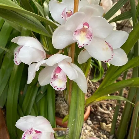 Beauty