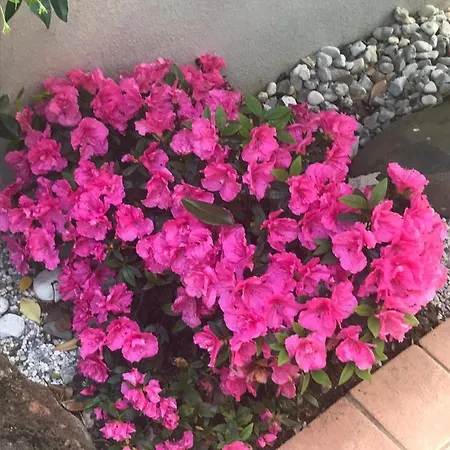 Beauty בפורטורוז