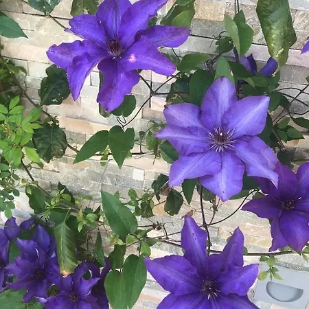 Beauty * בפורטורוז