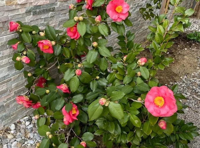 Beauty Apartamento *