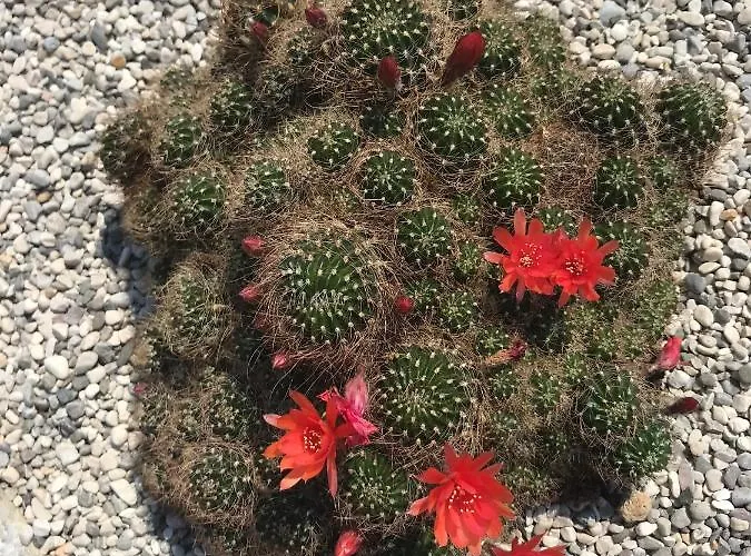 Beauty 公寓 波尔托罗