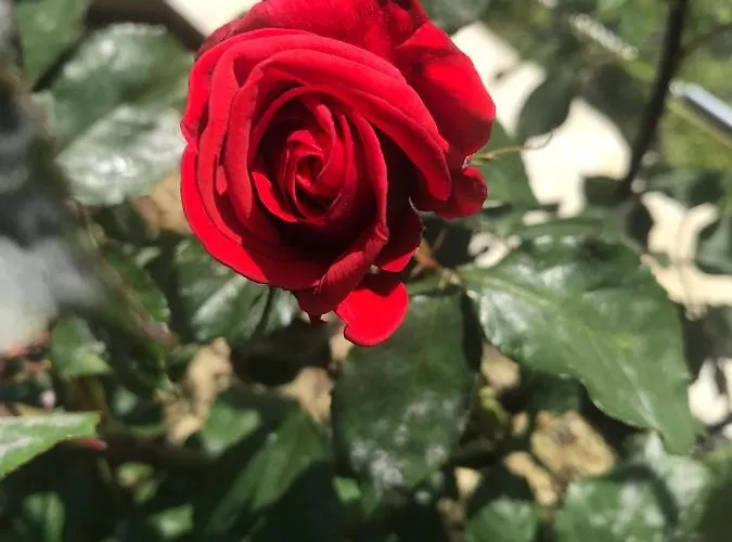 公寓 Beauty 波尔托罗