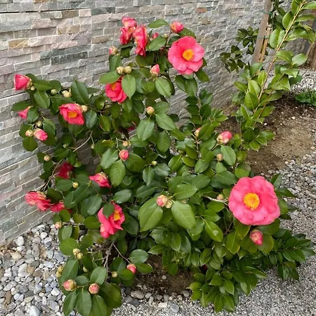 Beauty Apartmán *
