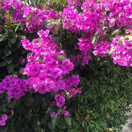 Beauty 포르토로즈