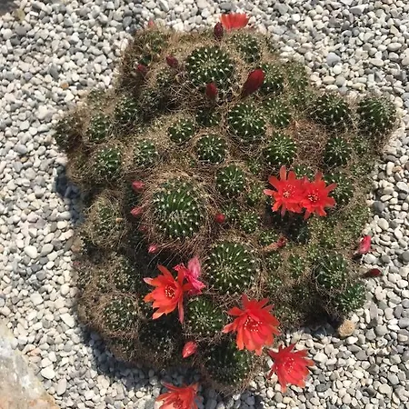 Beauty 아파트 포르토로즈