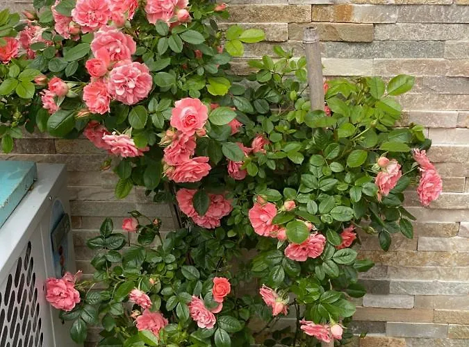 Διαμέρισμα Beauty Πορτορόζ