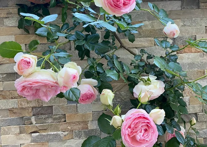 Beauty * Πορτορόζ