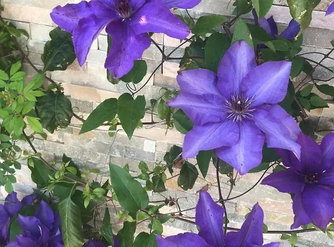 Beauty * Πορτορόζ